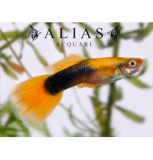Guppy maschio Golden Tuxedo