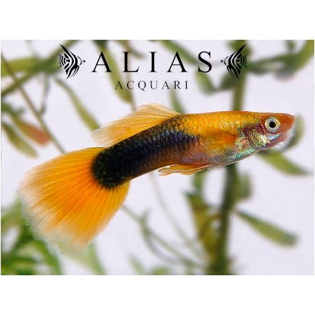 Guppy maschio Golden Tuxedo