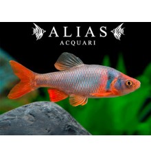 Cyprinella (Notropis) lutrensis