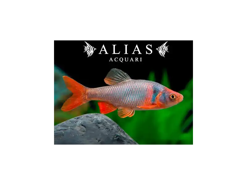 Cyprinella (Notropis) lutrensis