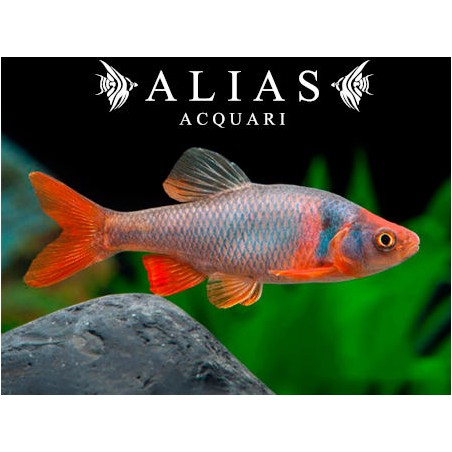 Cyprinella (Notropis) lutrensis