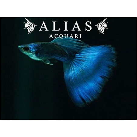 Guppy in coppia  Moscow blue