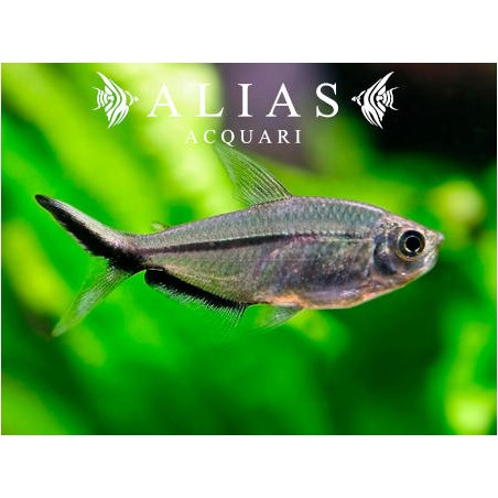 Moenkhausia Costae| Alias Acquari vendita pesci online
