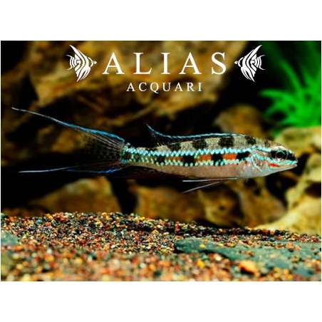 Dicrossus filamentosus