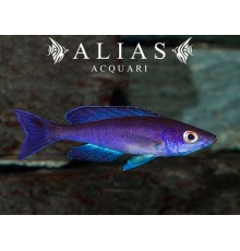 Cyprichromis leptosoma «Moba»