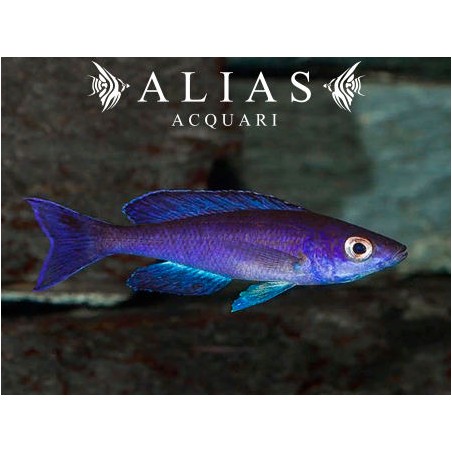 Cyprichromis leptosoma «Moba»