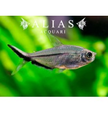 Moenkhausia Costae| Alias Acquari vendita pesci online