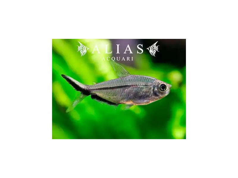 Moenkhausia Costae| Alias Acquari vendita pesci online