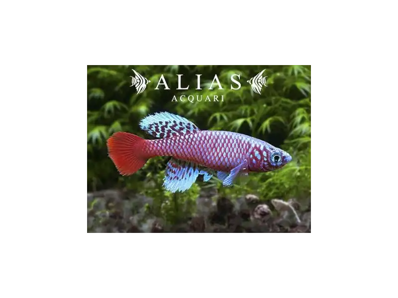 Nothobranchius kilomberoensis