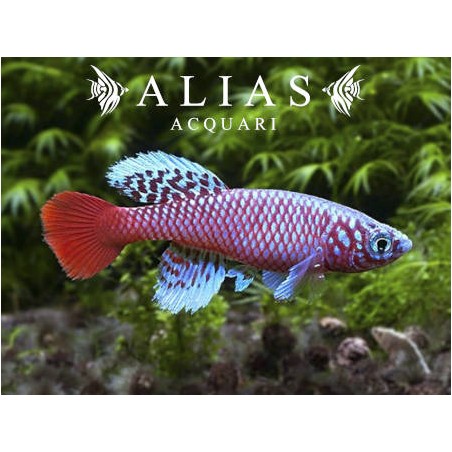 Nothobranchius kilomberoensis