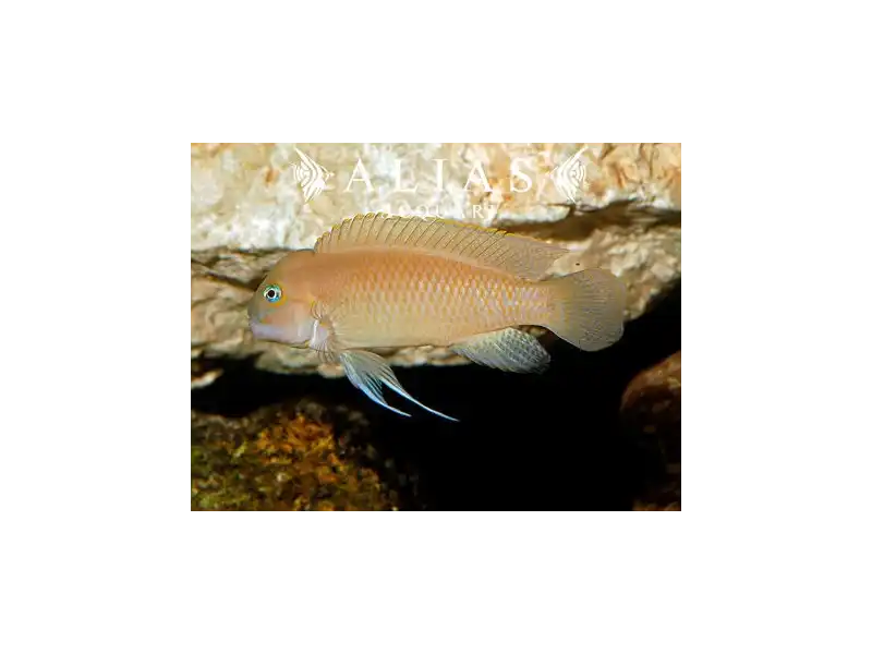 Telmatochromis temporalis