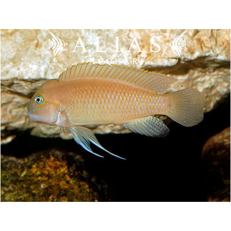 Telmatochromis temporalis