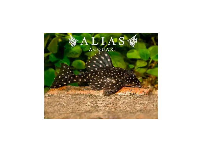 L201 Hypancistrus sp.