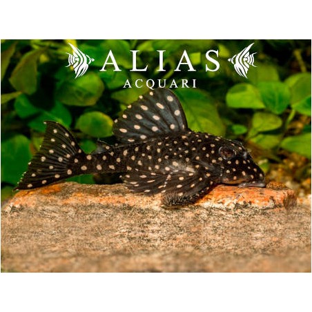 L201 Hypancistrus sp.