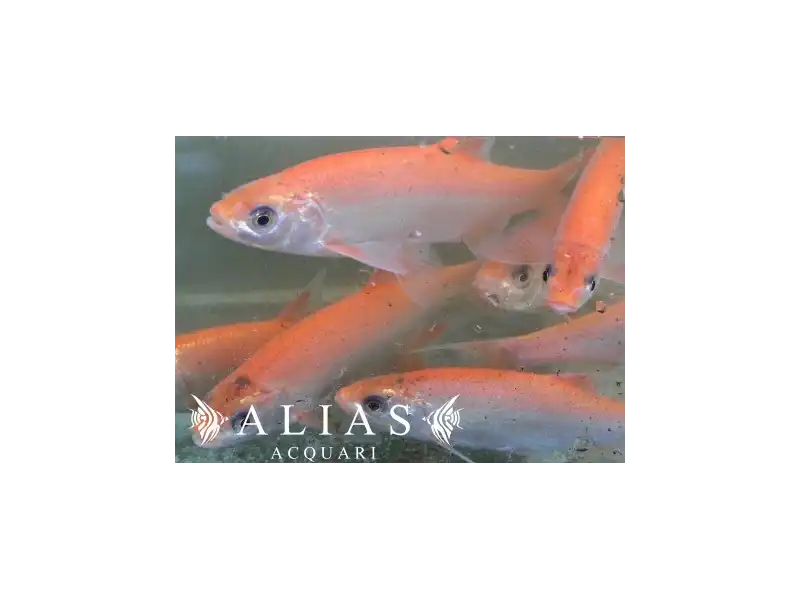 Leuciscus idus orfus