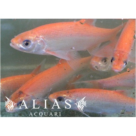 Leuciscus idus orfus