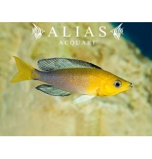 Cyprichromis leptosoma «Jumbo Yellow»