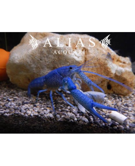 Procambarus Alleni Blue