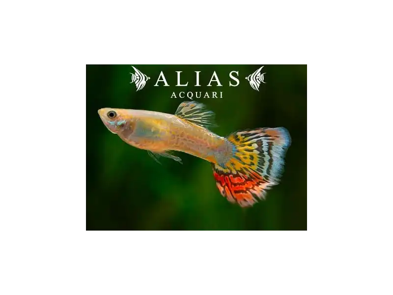Guppy maschio Pineapple Cobra