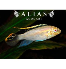 Pelvicachromis pulcher albin (gold)