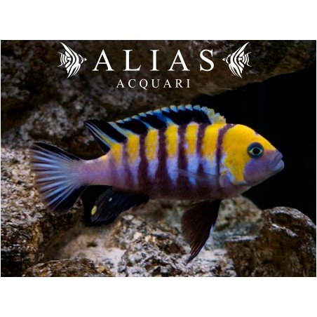 Cynotilapia Afra yellow