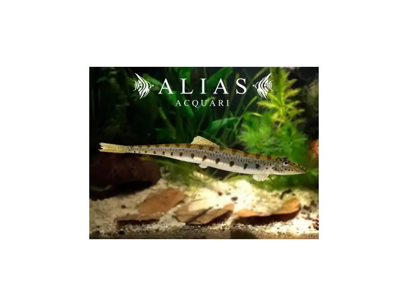 Acanthopsis choirorhynchos