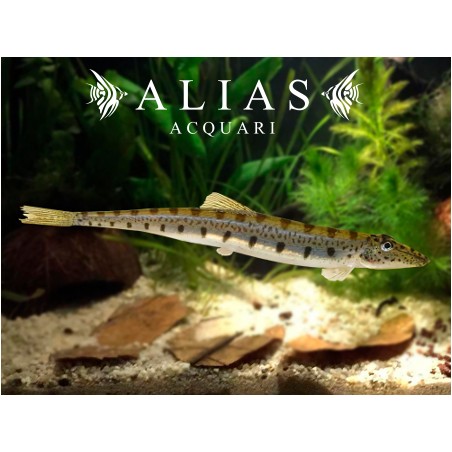 Acanthopsis choirorhynchos