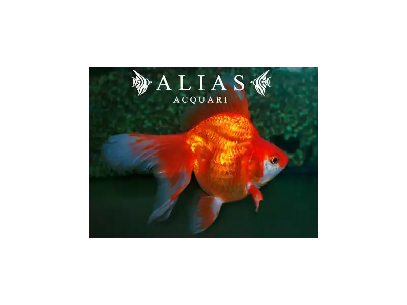 Carassius auratus red ryukin