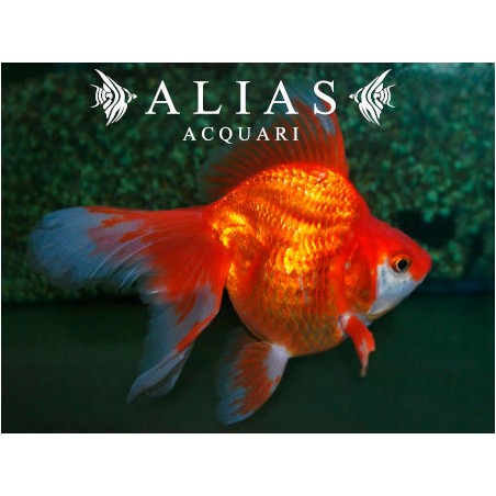 Carassius auratus red ryukin