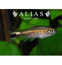 Hemigrammus hyanuary