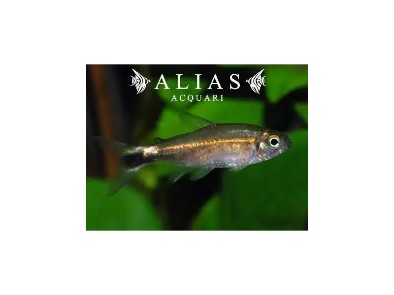 Hemigrammus hyanuary