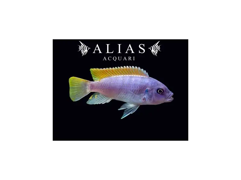 Pseudotropheus Greshakei