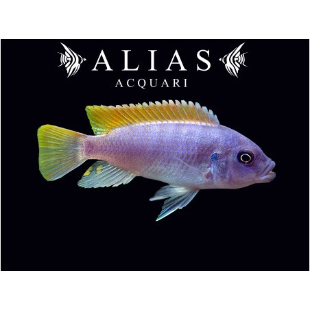 Pseudotropheus Greshakei