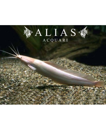 Clarias batrachus «Albino»