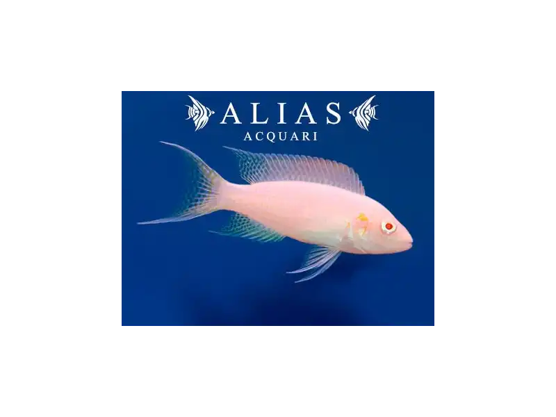 Neolamprologus brichardi albino