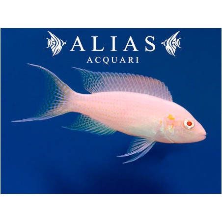 Neolamprologus brichardi albino