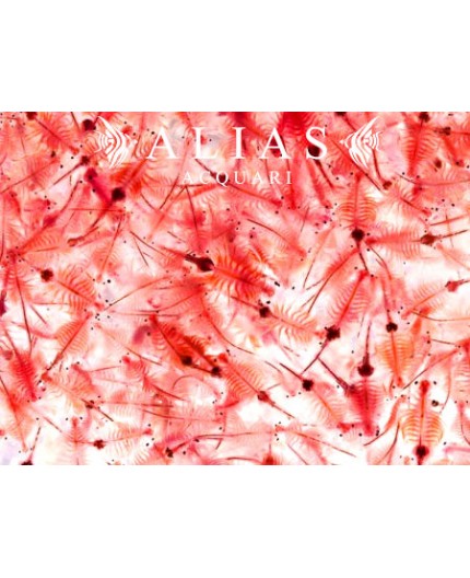 Brine Shrimps (Artemia)