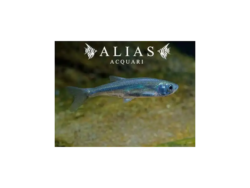 Leucaspius delineatus