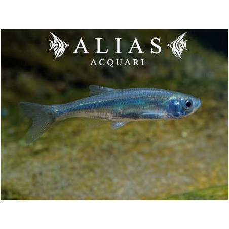 Leucaspius delineatus