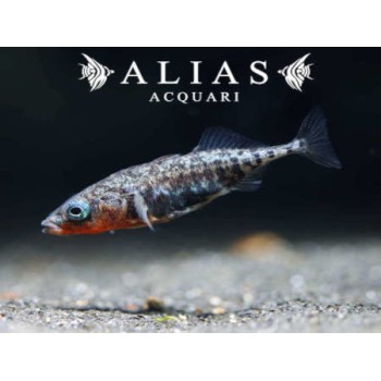 Gasterosteus aculeatus