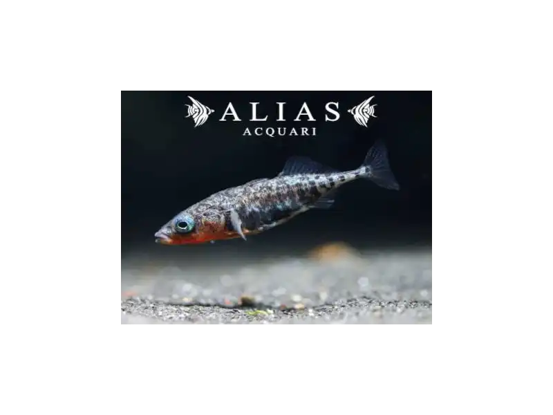 Gasterosteus aculeatus