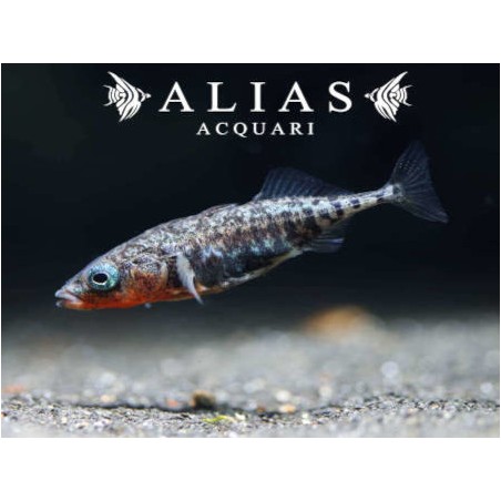 Gasterosteus aculeatus