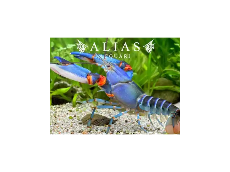 Cherax sp. papua blue kong