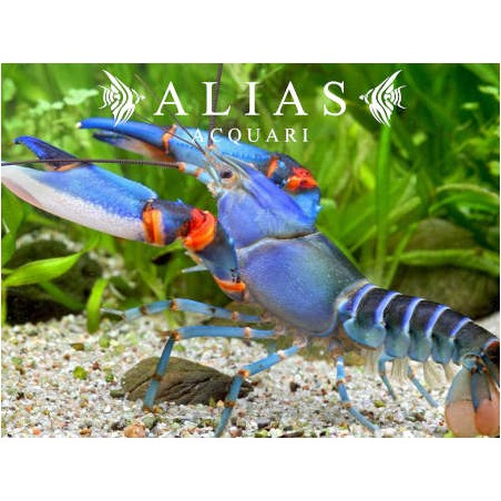 Cherax sp. papua blue kong