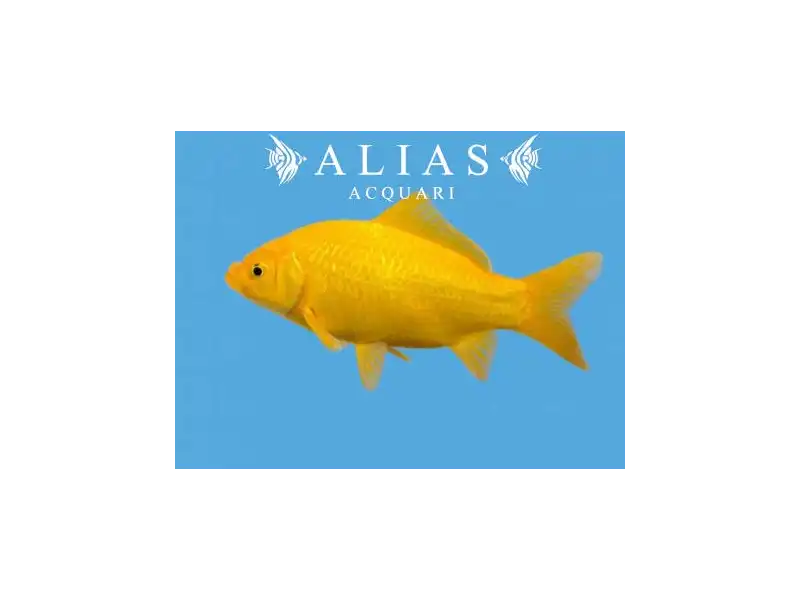 Carassius auratus yellow