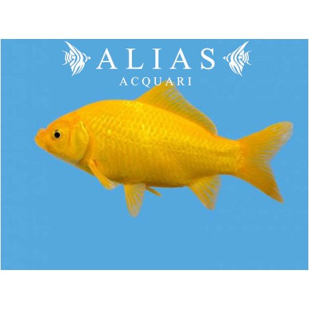 Carassius auratus yellow