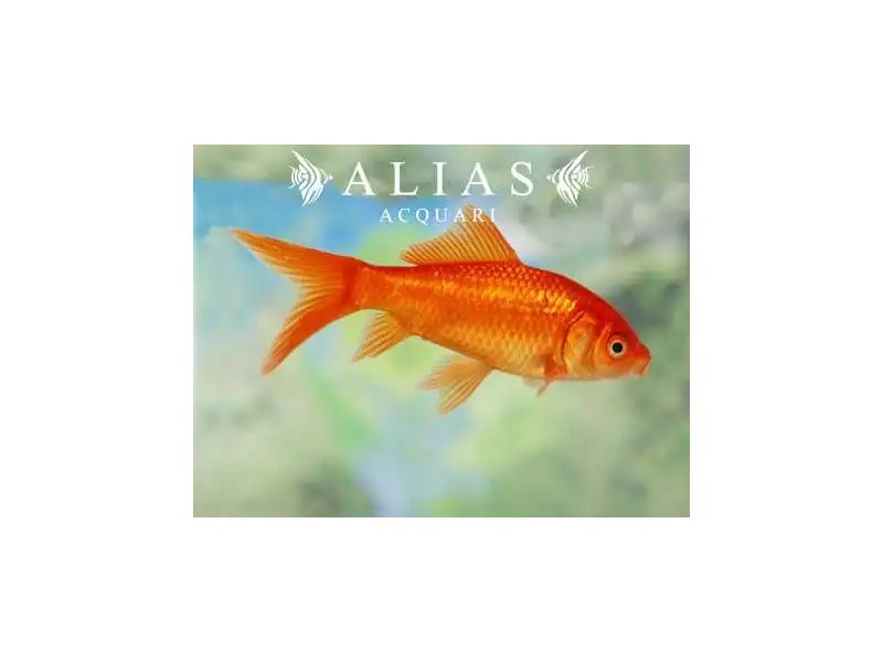 Carassius auratus red