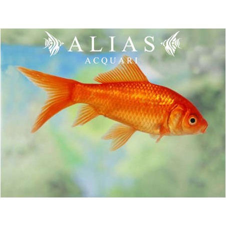 Carassius auratus red