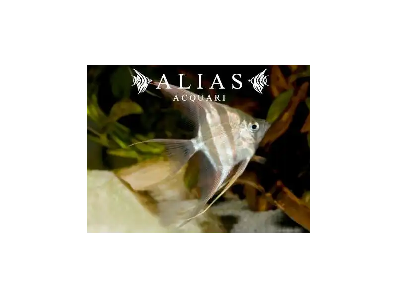 Pterophyllum scalare Altum Dantume wild form