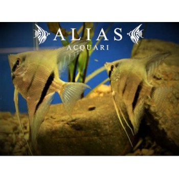 Pterophyllum scalare Rio Itaya